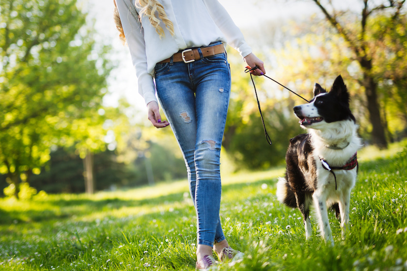 Protecting Your Pets With A Pet Trust